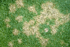 Dollar Spot Fungus: Cause, Treatment, and Prevention Guide